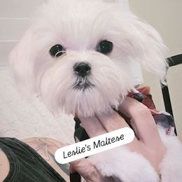 Boy 1 - White male Maltese puppy in Moreno Valley, California from Leslie's Maltese