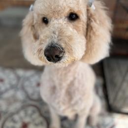 Avery - Goldendoodle