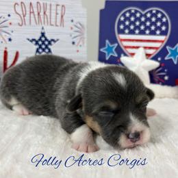 Kiwi - Gray and white female American Corgi puppy in White Hall, Maryland from Folly Acres Corgis