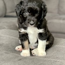 Aussiedoodle Puppies from North 40 Aussiedoodles