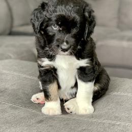 Aussiedoodle Puppies from North 40 Aussiedoodles