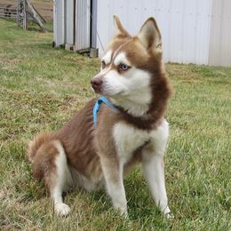 Alaskan Klee Kai, Companion Crosses, and Pomskies from Icelandic Thunder