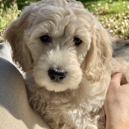 Goldendoodles from Simmons Goldendoodles