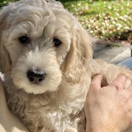 Goldendoodles from Simmons Goldendoodles