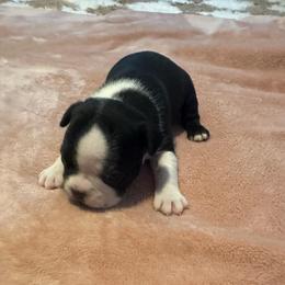Sapphire Girl 5 - Black and white female Boston Terrier puppy in Brookville, Ohio from Best Friend Bostons