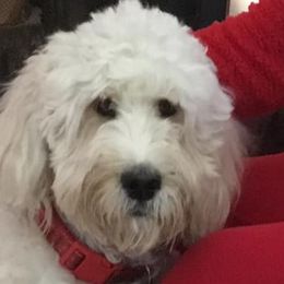 Goldendoodles from Kerry Fox's Goldendoodles