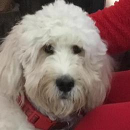 Goldendoodles from Kerry Fox's Goldendoodles