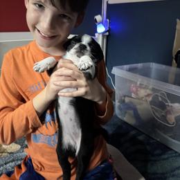 Pug Puppies from Jamie's Rainbow Pugs