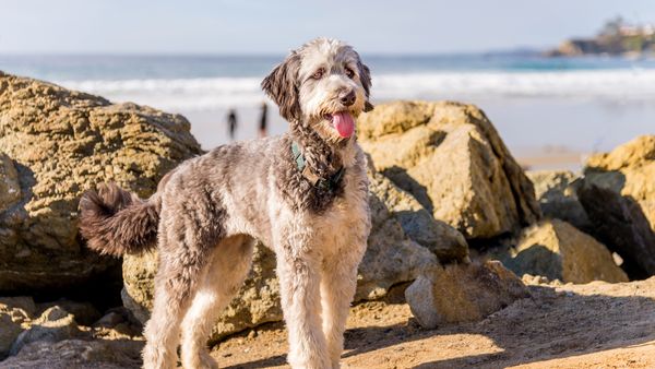 Find Aussiedoodle puppies for sale near Arden-Arcade, CA