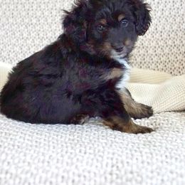 Aussiedoodle, Golden Aussiedoodle, and Goldendoodle Puppies from Miami Mini Doodles