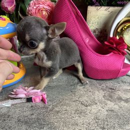 VIOLET 5000 Read - Blue and tan female Chihuahua puppy in Manteca, California from Deb's Chihuahuas California