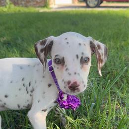 Daphne - White and liver brown female Dalmatian puppy in Mount Vernon, Missouri from Spots & Spirals