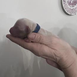 Boy 3 - Cream male Dachshund puppy in Gouverneur, New York from Dack Dachshunds