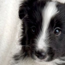 Shetland Sheepdogs from M7’s Shelties, Toonies & AussieDoodles