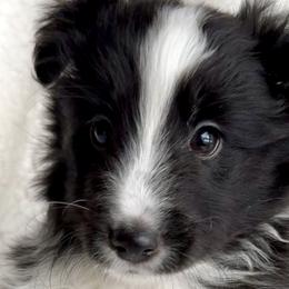 Shetland Sheepdogs from M7’s Shelties, Toonies & AussieDoodles