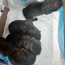 Puppy 5 - Gray and brindle male Irish Wolfhound puppy in Saint George, South Carolina from Carolina cotton candy corgis