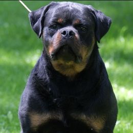 Terminator - Rottweiler
