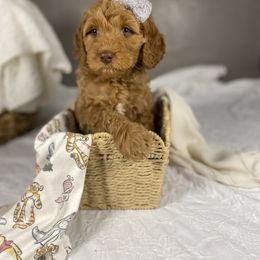 Goldendoodle Puppies from Joe and Dogs