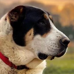 Aiyana - Central Asian Shepherd Dog