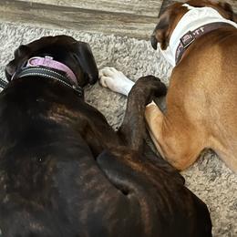 Boxer puppies from TKR Boxers