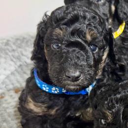 Blue - Phantom male Poodle puppy in Simms, Texas from Donna’s Aussies & Pink Heart Poodles
