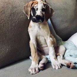 Great Dane Puppies from Starlight Danes