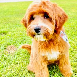 Zosia - Goldendoodle