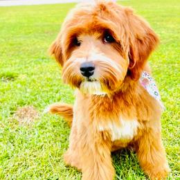 Zosia - Goldendoodle
