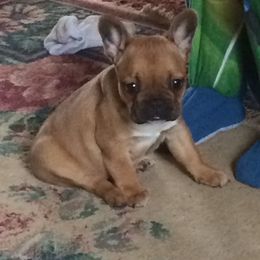 Boston Terrier, Companion Cross, and French Bulldog Puppies from High Plains French Bulldogs,Boston Terriers and Frenchtons.