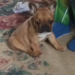 Boston Terrier, Companion Cross, and French Bulldog Puppies from High Plains French Bulldogs,Boston Terriers and Frenchtons.