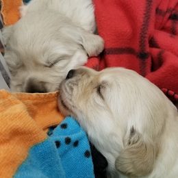 Golden Retrievers from Puget Sound European Golden Retrievers