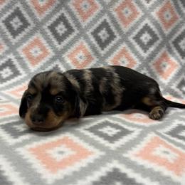BOY 4 - Dapple male Dachshund puppy in Hoover, Alabama from Tide Town Doxies