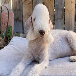 Bedlington Terriers from Windslore Bedlington Terriers