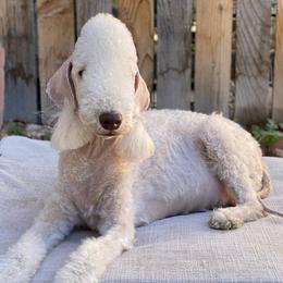 Bedlington Terriers from Windslore Bedlington Terriers
