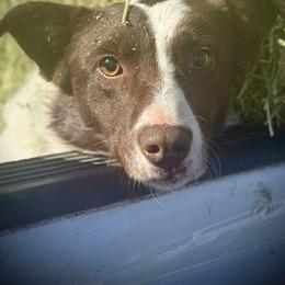 Pike - White and red male Border Collie puppy in North Lakeport, California from Wild Rose Ranch