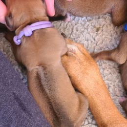 Purple - Wheaten blk nose Rhodesian Ridgeback puppy in Colgate, Wisconsin from Zenkosi Ridgebacks