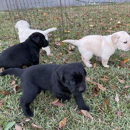 Labrador Retriever Puppies from BlackWater Gun Dogs