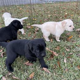 Labrador Retriever Puppies from BlackWater Gun Dogs