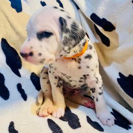 River - Dalmatian puppy in Rhinelander, Wisconsin from Moen Lake Dalmatians