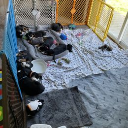 Greater Swiss Mountain Dog Puppies from Woodland Swissie’s