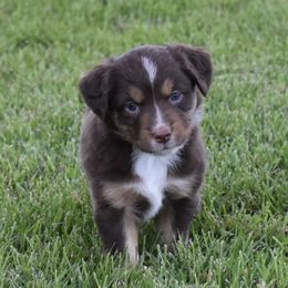 Aussiedoodles and Miniature Australian Shepherds from Twisted Acres Kennels