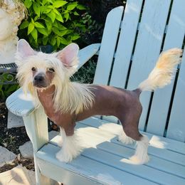 Goldie - Slate female Chinese Crested puppy in Dublin, California from Show Style Chinese Cresteds