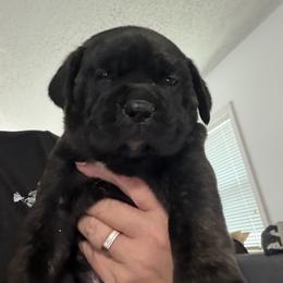 Cane Corso Puppies from CANE CORSO DI DROGHEDA