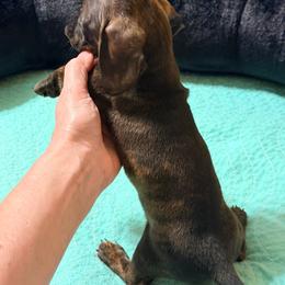 Maple - Brindle female Dachshund puppy in Fayetteville, North Carolina from Army of Dachshunds