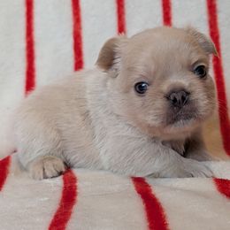 Boy 1 - White male French Bulldog puppy in Battle Ground, Washington from Ferguson's Bulldogs