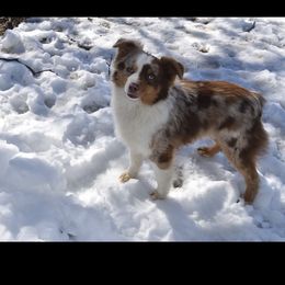 Rider - Miniature Australian Shepherd