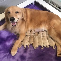 Golden Retriever Puppies from Goldens for You