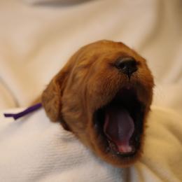 Tiramisu (Purple collar) - Apricot female Goldendoodle puppy in Seattle, Washington from Dream Lake Doodles