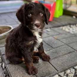 Equinox - Red phantom Aussiedoodle puppy in Holly Springs, North Carolina from Whiskey River Doodles