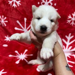 AKC Frost - White male Siberian Husky puppy in Centreville, Maryland from Huskies By the Bay